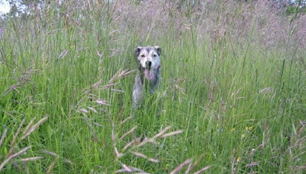 cane in forasacco cane in forasacco