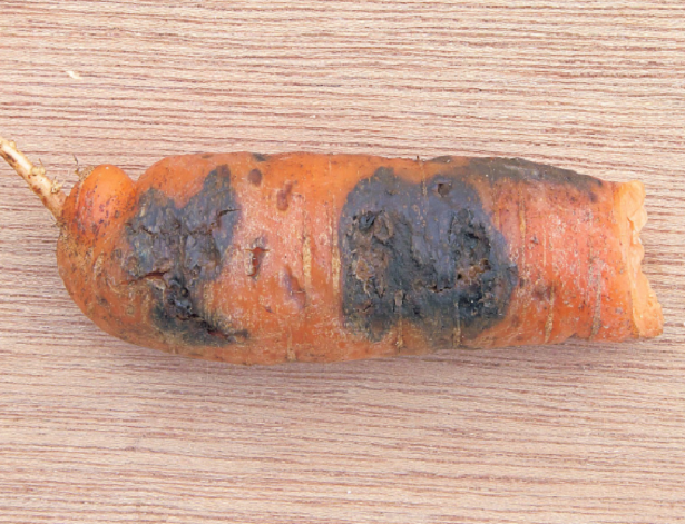 carota con alternaria alternata