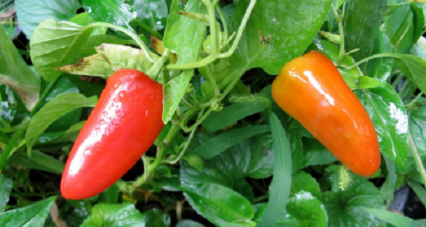 peperoncino peperoncino