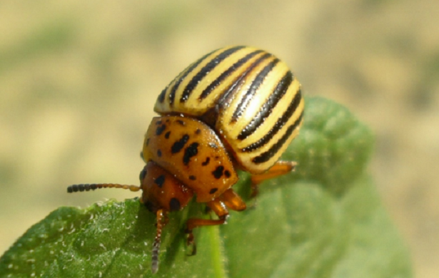 doriflora larva deforgliatrice doriflora larva deforgliatrice