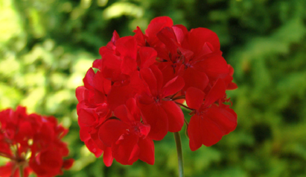 fiori di geranio rosso