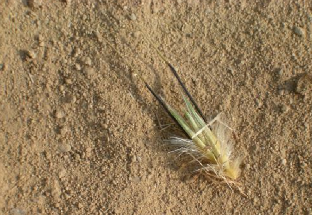 forasacco spiga in terra forasacco spiga in terra