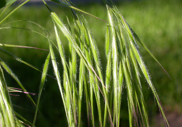 spighe di forasacco spighe di forasacco