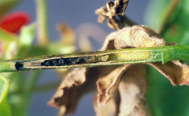 geranio svuotato da farfallina