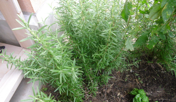 piante aromatiche da balcone