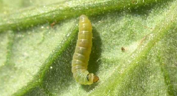 tignola del pomodoro larva