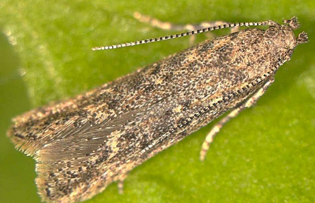 tignola del pomodoro farfalla