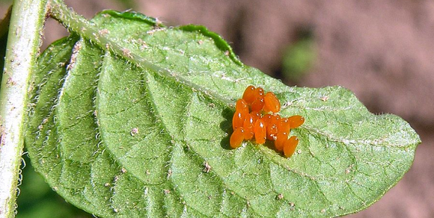 uova di larva defogliatrice uova di larva defogliatrice