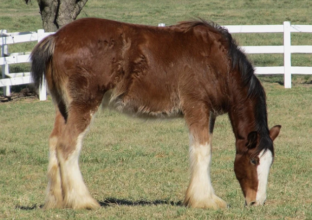 cavallo clydesdale cavallo clydesdale