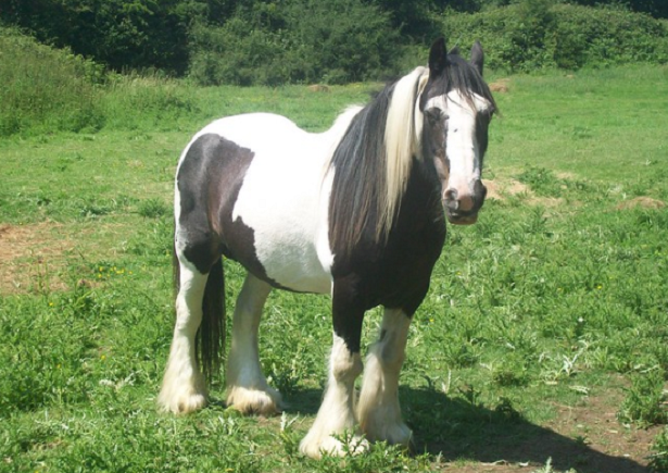 cavallo gypsy vanner