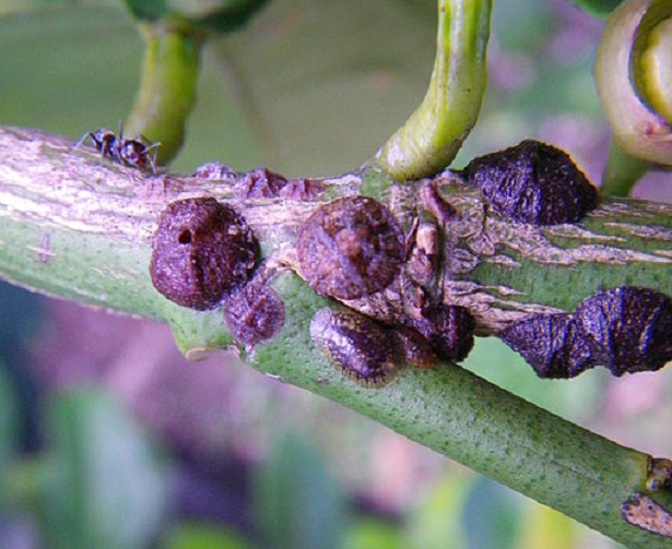 Cocciniglia-mezzo-grano-di-pepe