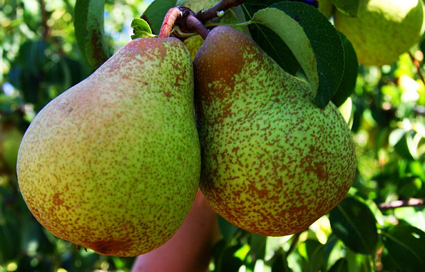 maculatura bruna del pero