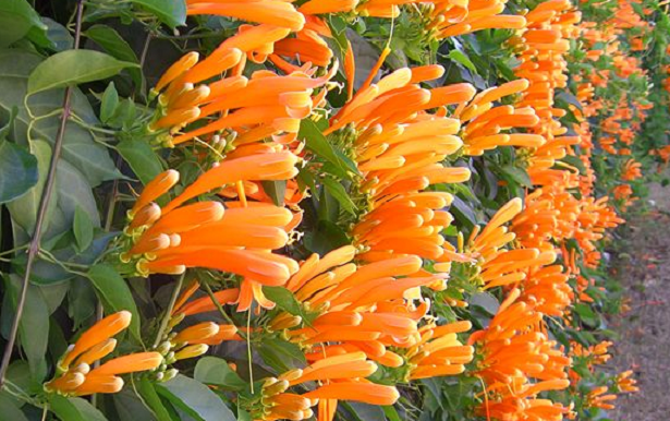 Pyrostegia venusta rampicante