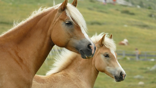 cavalla e puledro avelignesi