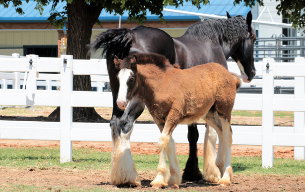 cavalla e puledro clydesdale cavalla e puledro clydesdale