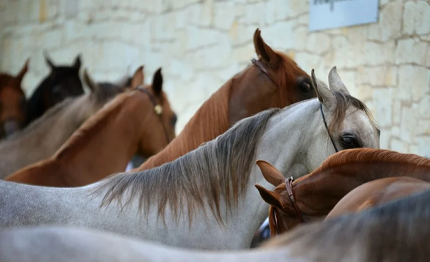 cavalli arabi cavalli arabi