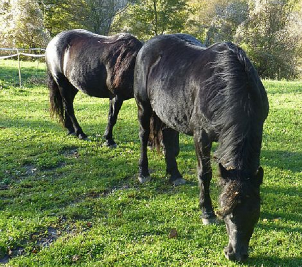 cavalli in appennino