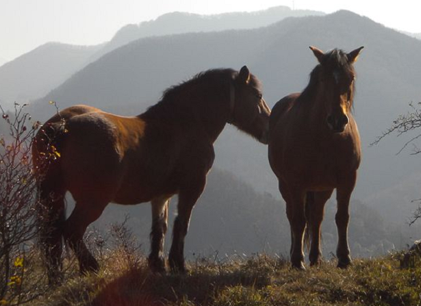 cavalli in appennino