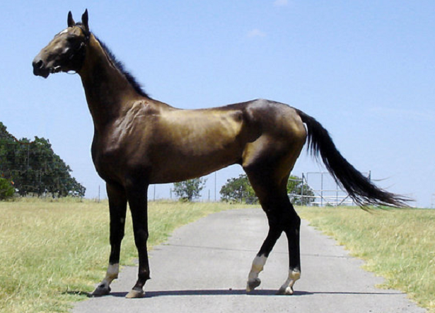 cavallo Akhal Teke cavallo Akhal Teke