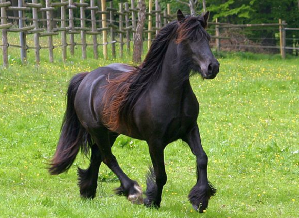 Cavallo Fell in corsa