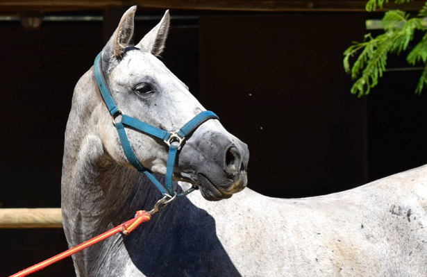 cavallo andaluso bianco