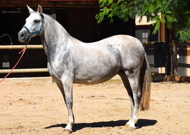 cavallo andaluso