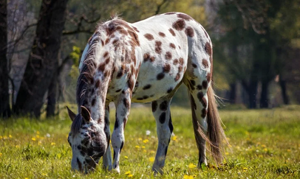 cavallo appaloosa cavallo appaloosa