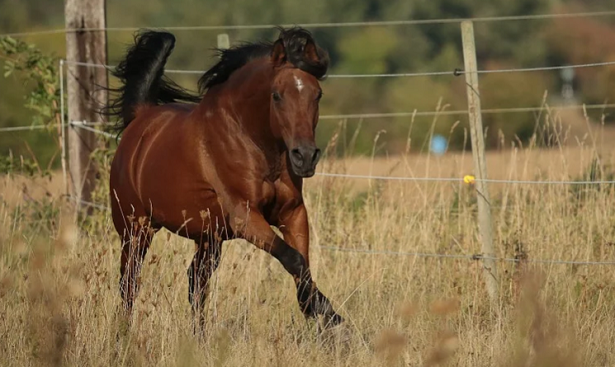 cavallo arabo che corre