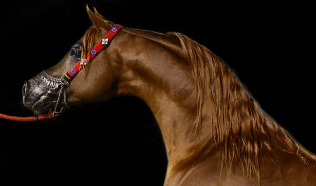 cavallo arabo marrone cavallo arabo marrone