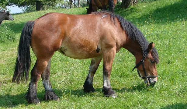 cavallo ardennese femmina