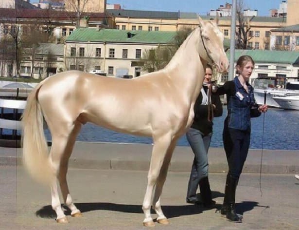 cavallo dorato cavallo dorato