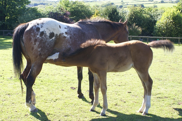 cavallo e puledro Appaloosa cavallo e puledro Appaloosa