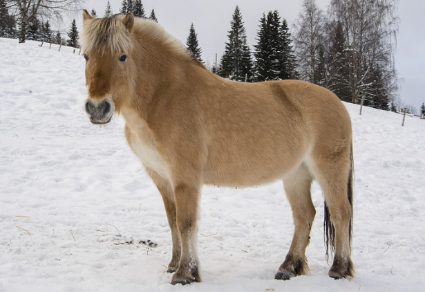 cavallo fjord cavallo fjord