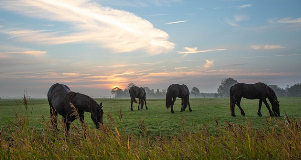 Cavallo Frisone al pascolo