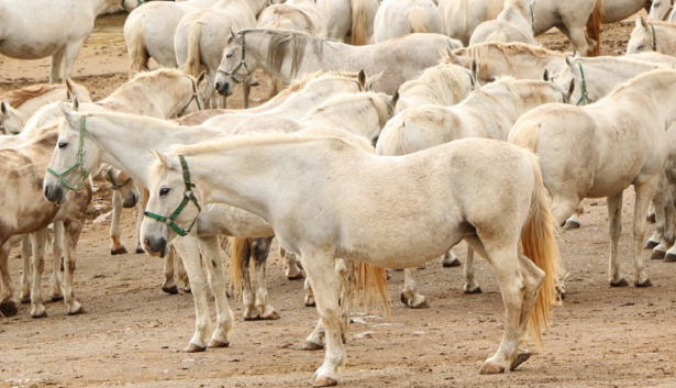 cavallo lipizziano cavallo lipizziano