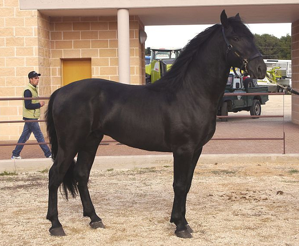 Cavallo Murgese