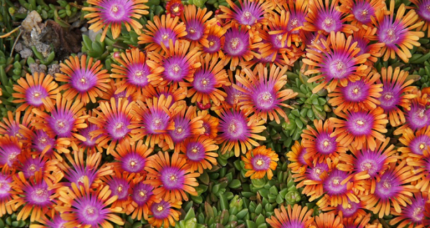 come coltivare il delosperma come coltivare il delosperma