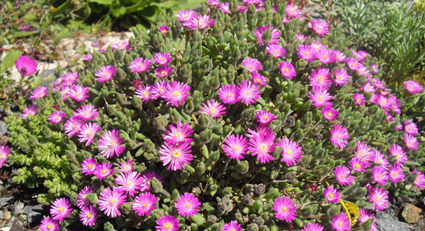 ome coltivare la Barba di Giove