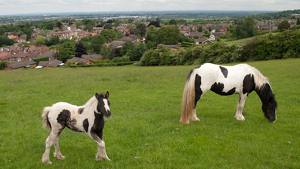 coppia di gypsy vanner