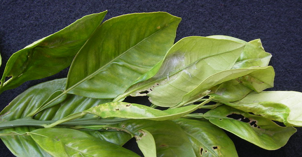 danni minatrice serpentina