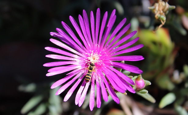 fiore di delosperma fucsia