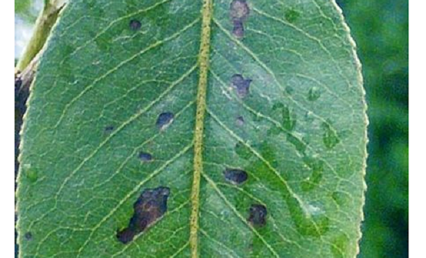 foglie con maculatura bruna