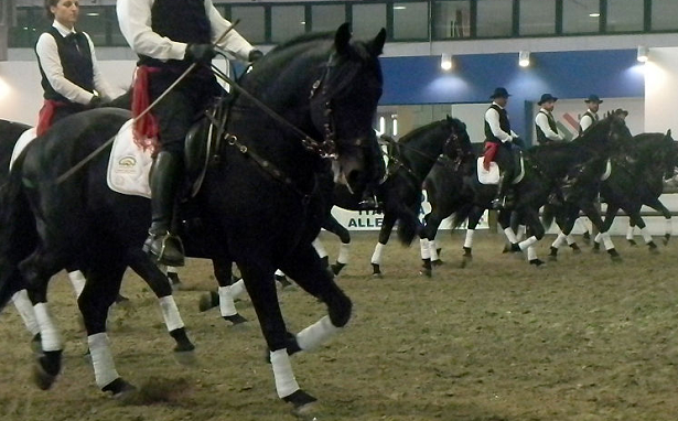 manifestazione cavalli murgesi manifestazione cavalli murgesi