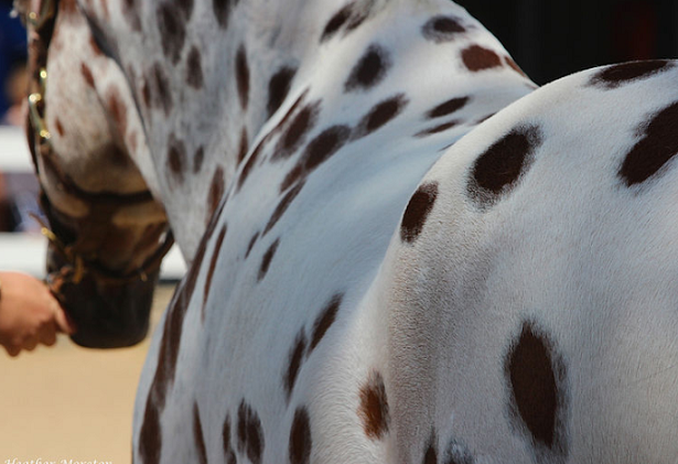 mantello di cavallo appalloosa