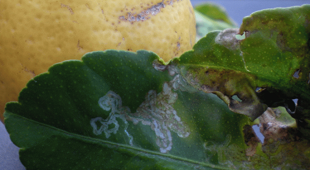 minatrice serpentina