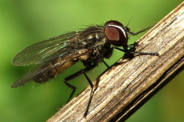 mosca minatrice su un ramo