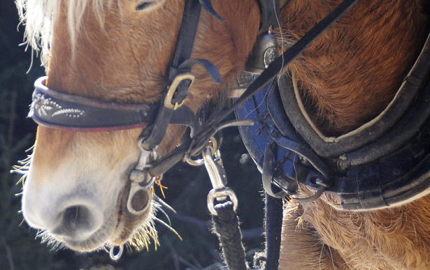 muso di cavallo avelignese