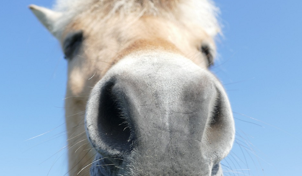 muso di cavallo fjord muso di cavallo fjord