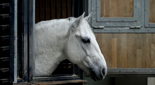 muso di cavallo Lipizziano