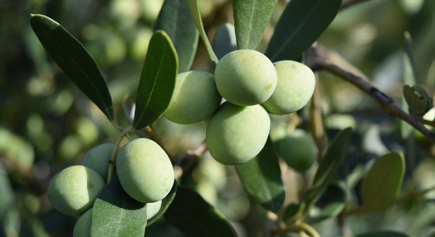 olivo resistente ad occhio di pavone